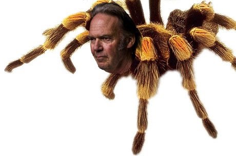 Trapdoor Spider named Neil Young(i)